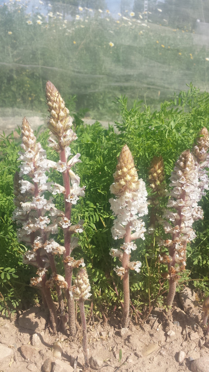 Orobanche, a parasitic plant that attaches to lentil roots and sucks nutrients and water.