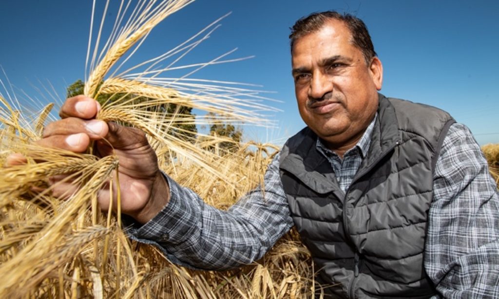 ICARDA barley trials inspection.