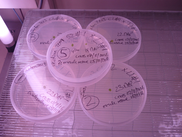 Tiny lentil ovules in petri dishes.