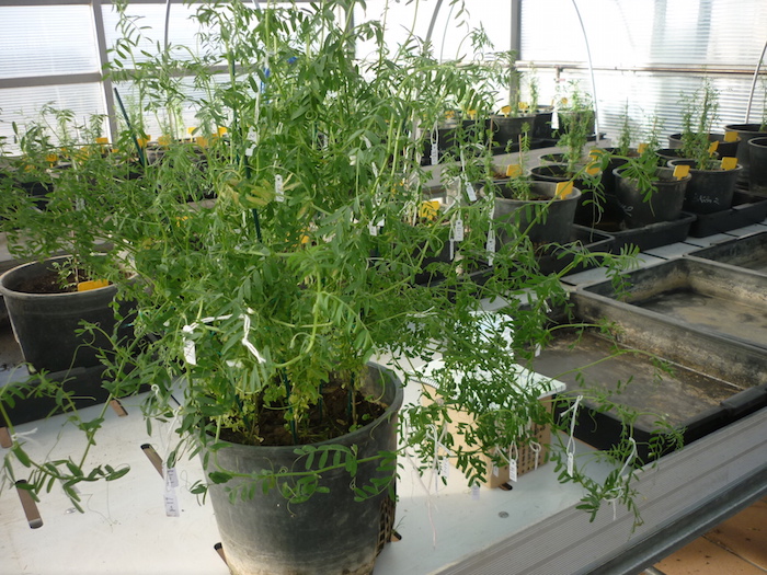 A four month old lentil plant.