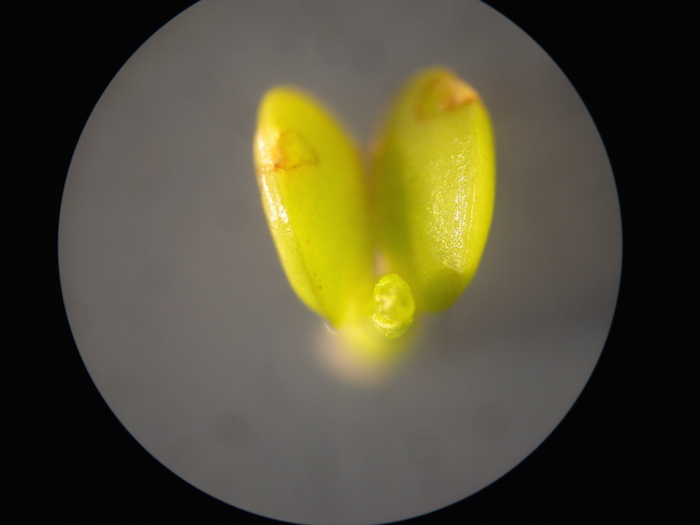 Tiny lentil plant.