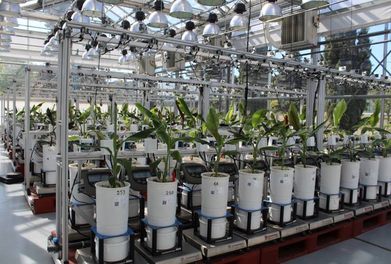 Bananas in a greenhouse at INRA.