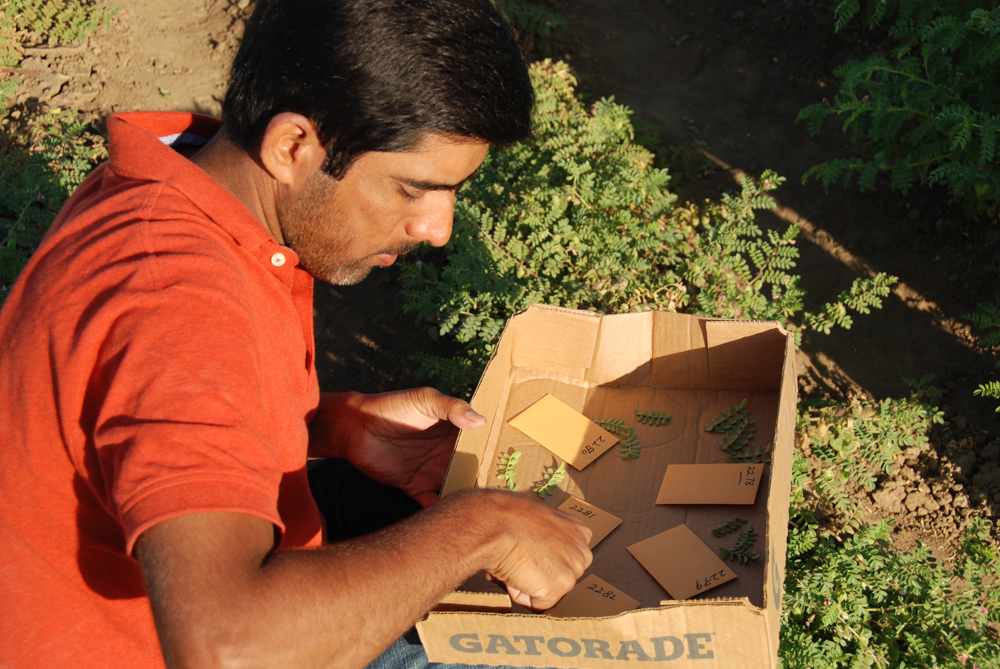 Man collecting crops