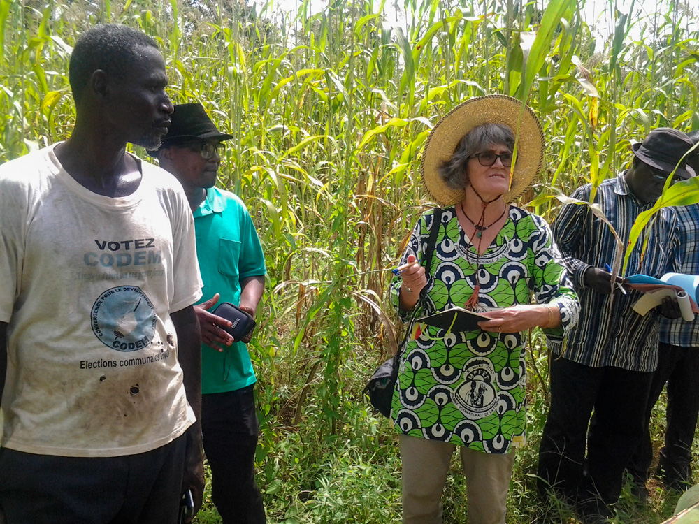 Eva Weltzein evaluates sorghum in Mali