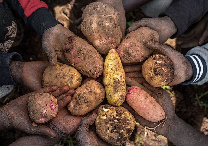 Hands holding Potato Crop