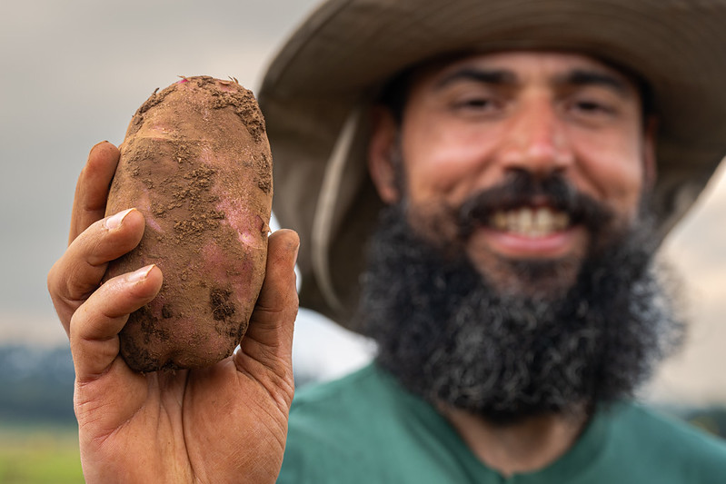 Head Breeder, Thiago Mendes, holds potato crop in Kenya