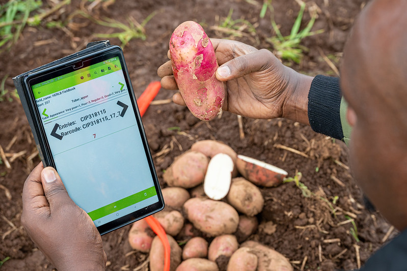Farmer using technology to analyse potato crop harvest