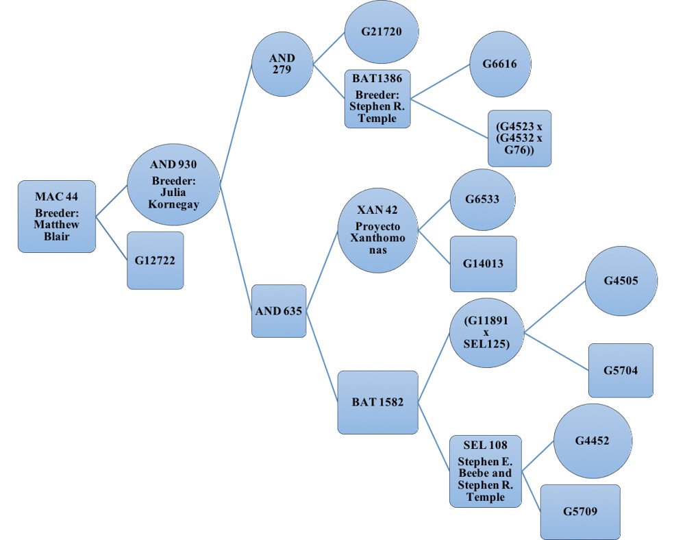 Pedigree diagram.