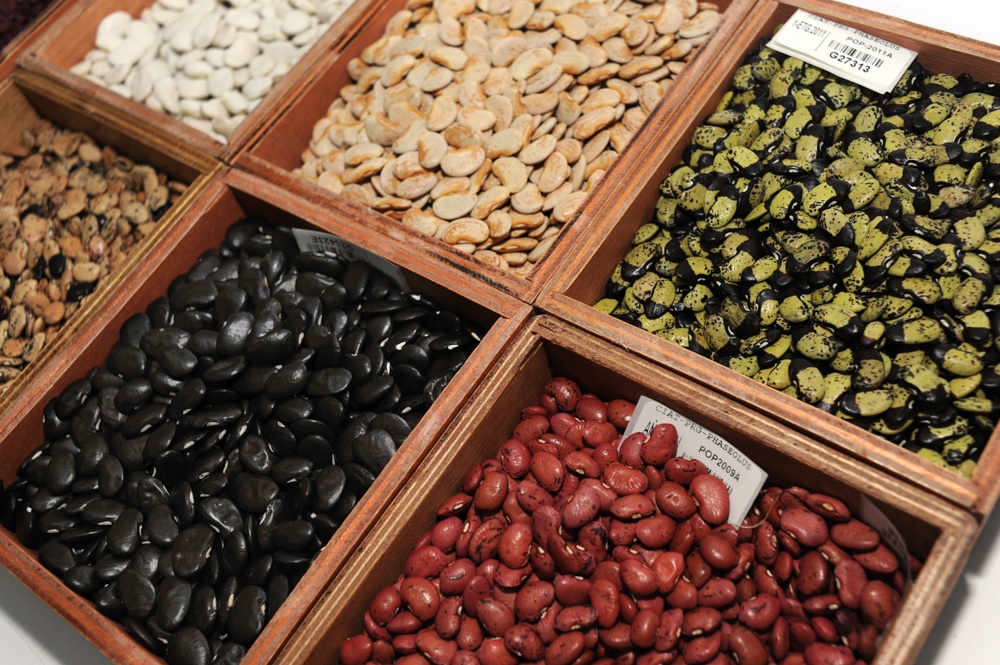 Beans in display boxes.