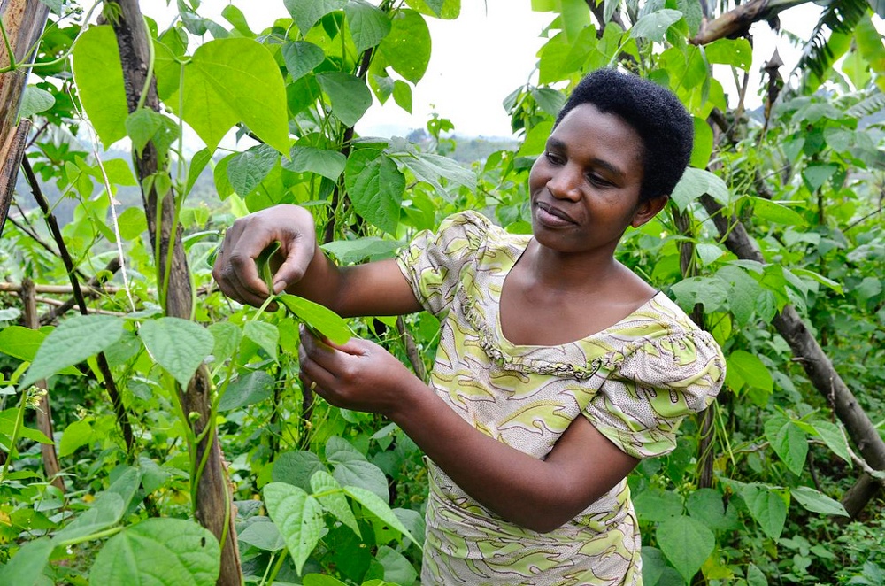 Woman standing in bean field.