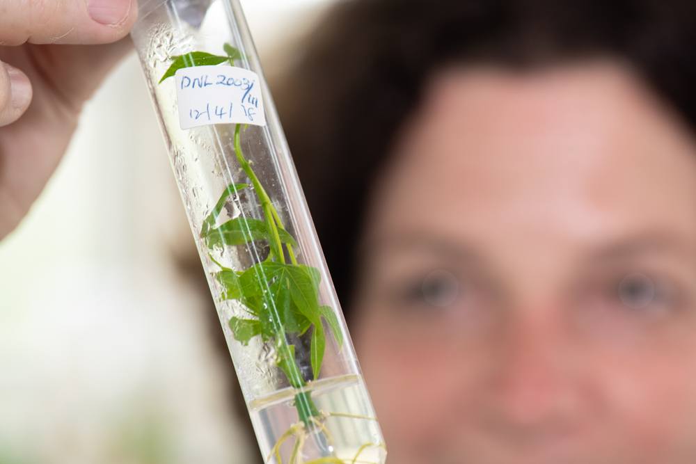 Cassava in test tube.