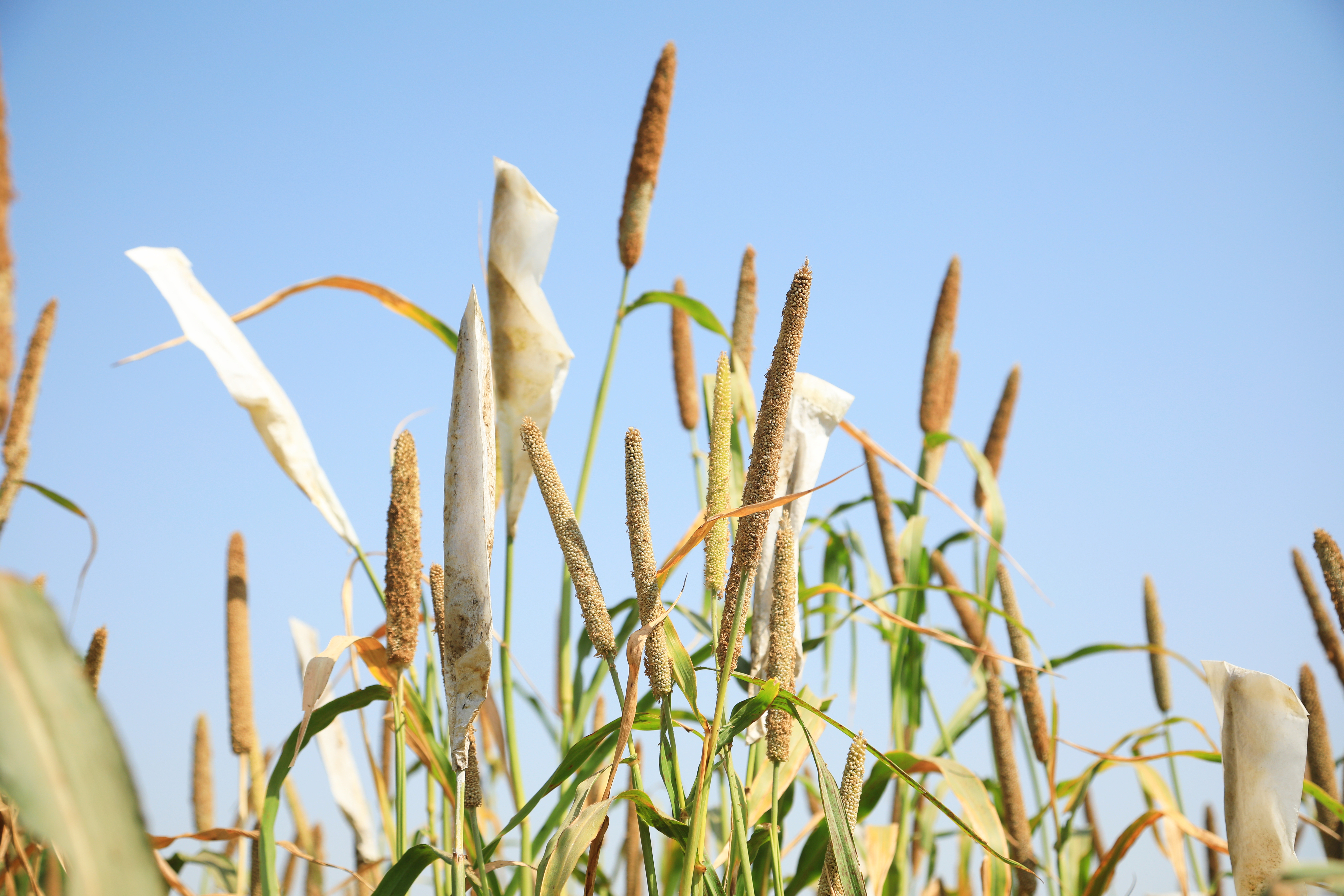 Pearl millet