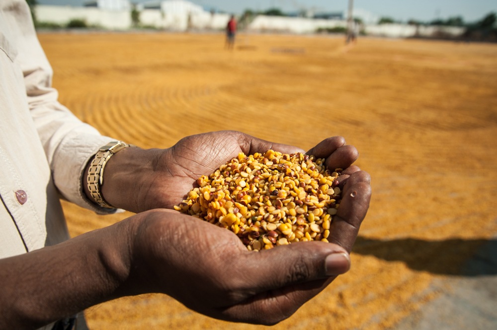 Dried pigeonpea.