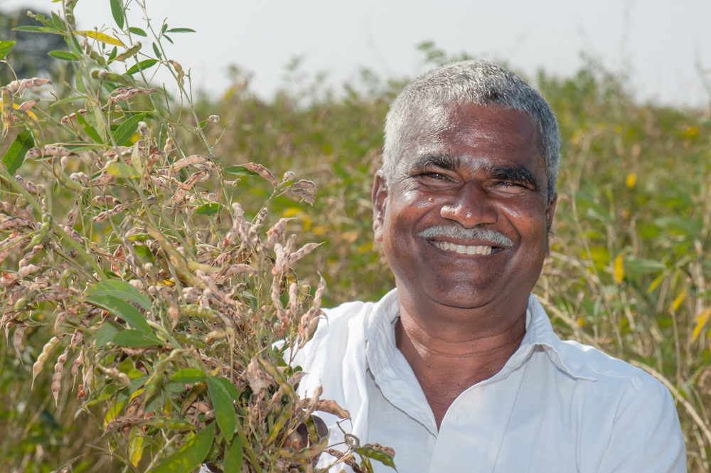 Man standing next to pigeonpea plant.