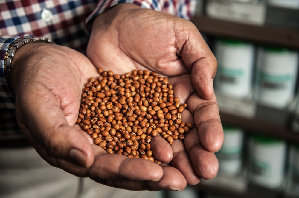 Pigeonpea displayed in hands.