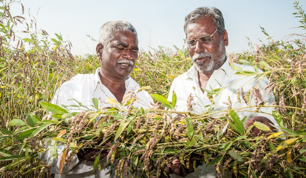 Two men in pigeon pea field.