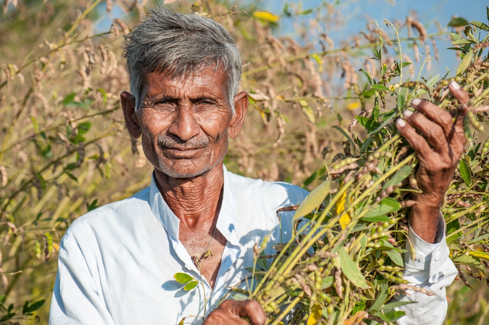 Mann holding pigeonpea plant.