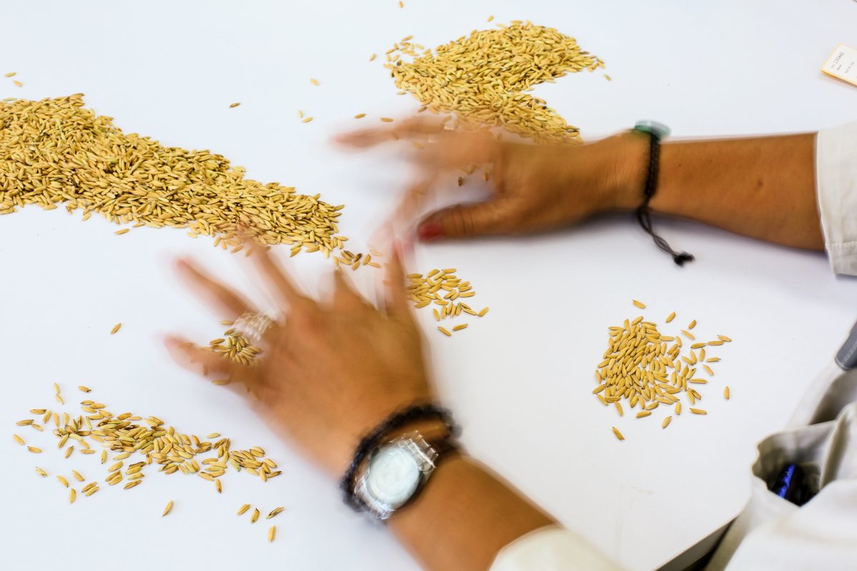 Sorting seeds by hand.