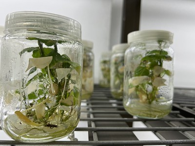 Introduction to Pre-breeding