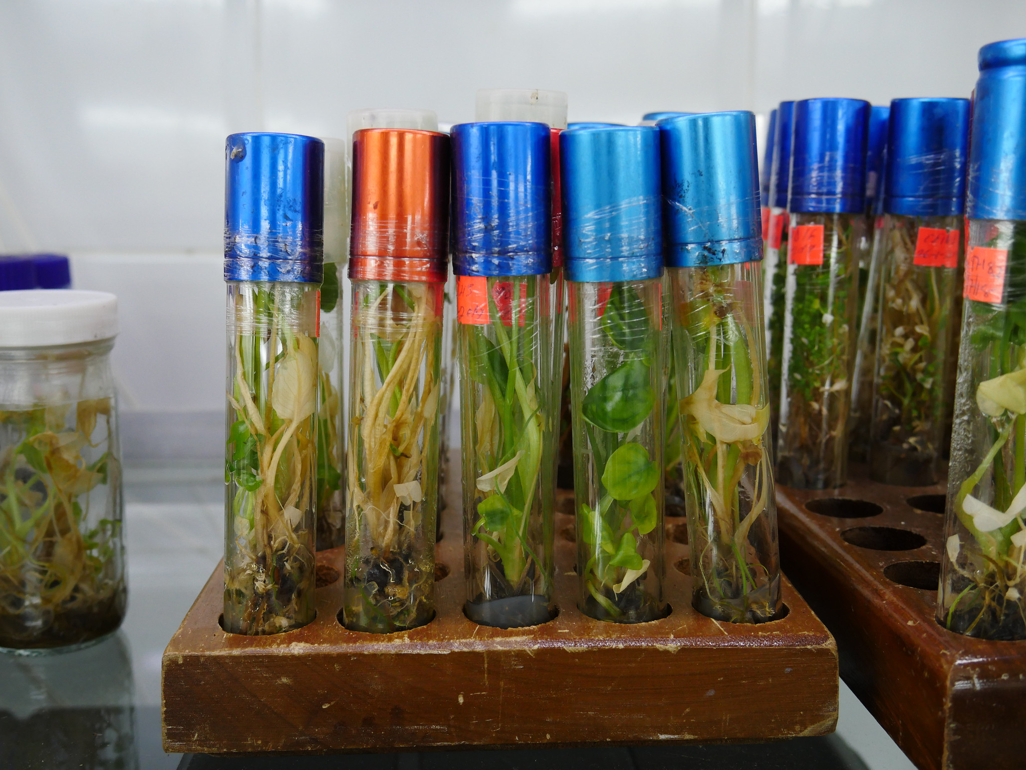 Organic Plant Breeding: Module 2