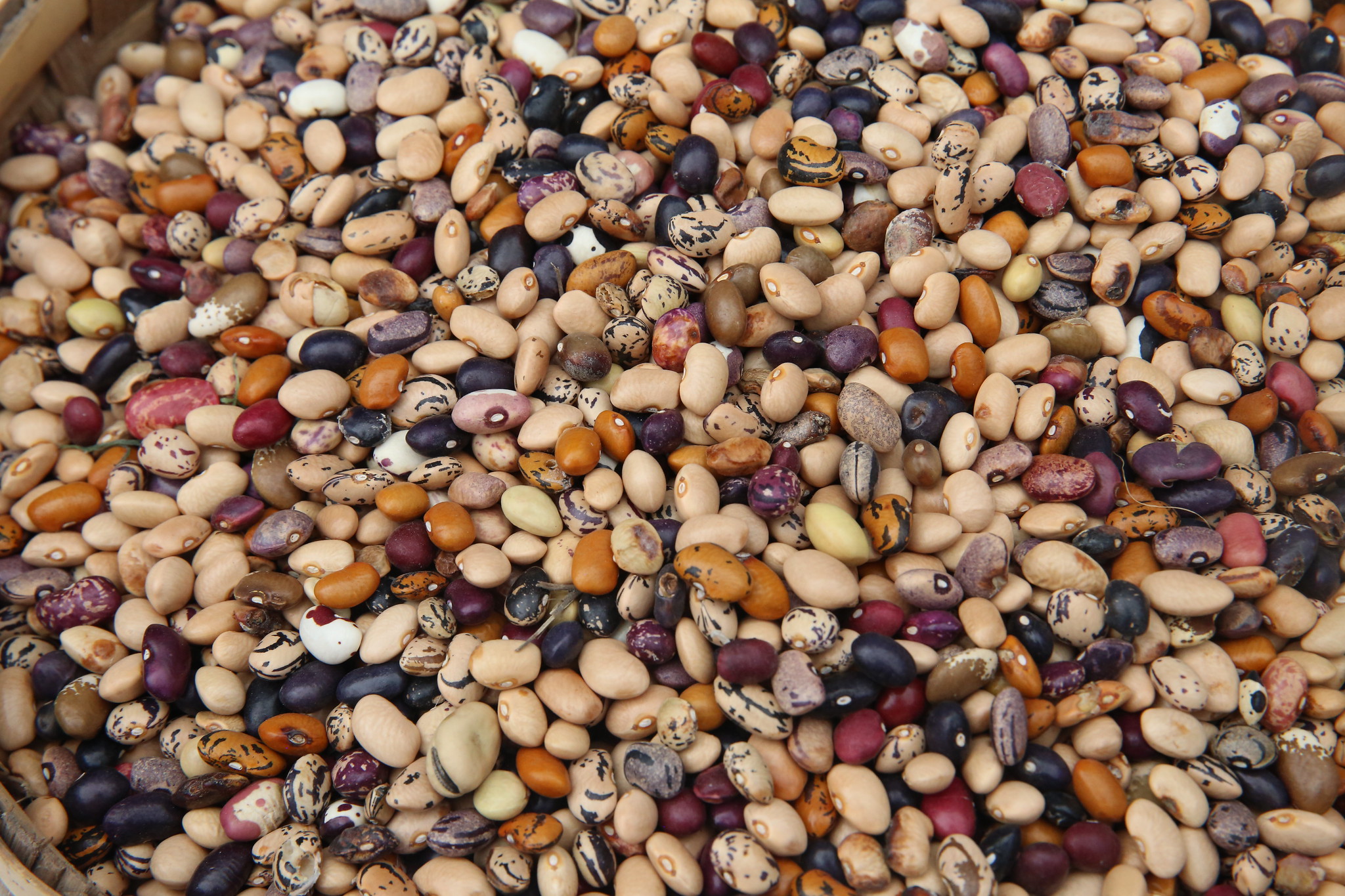 Seed Conditioning 102 - The Influence of Seed Conditioning on Seed Quality