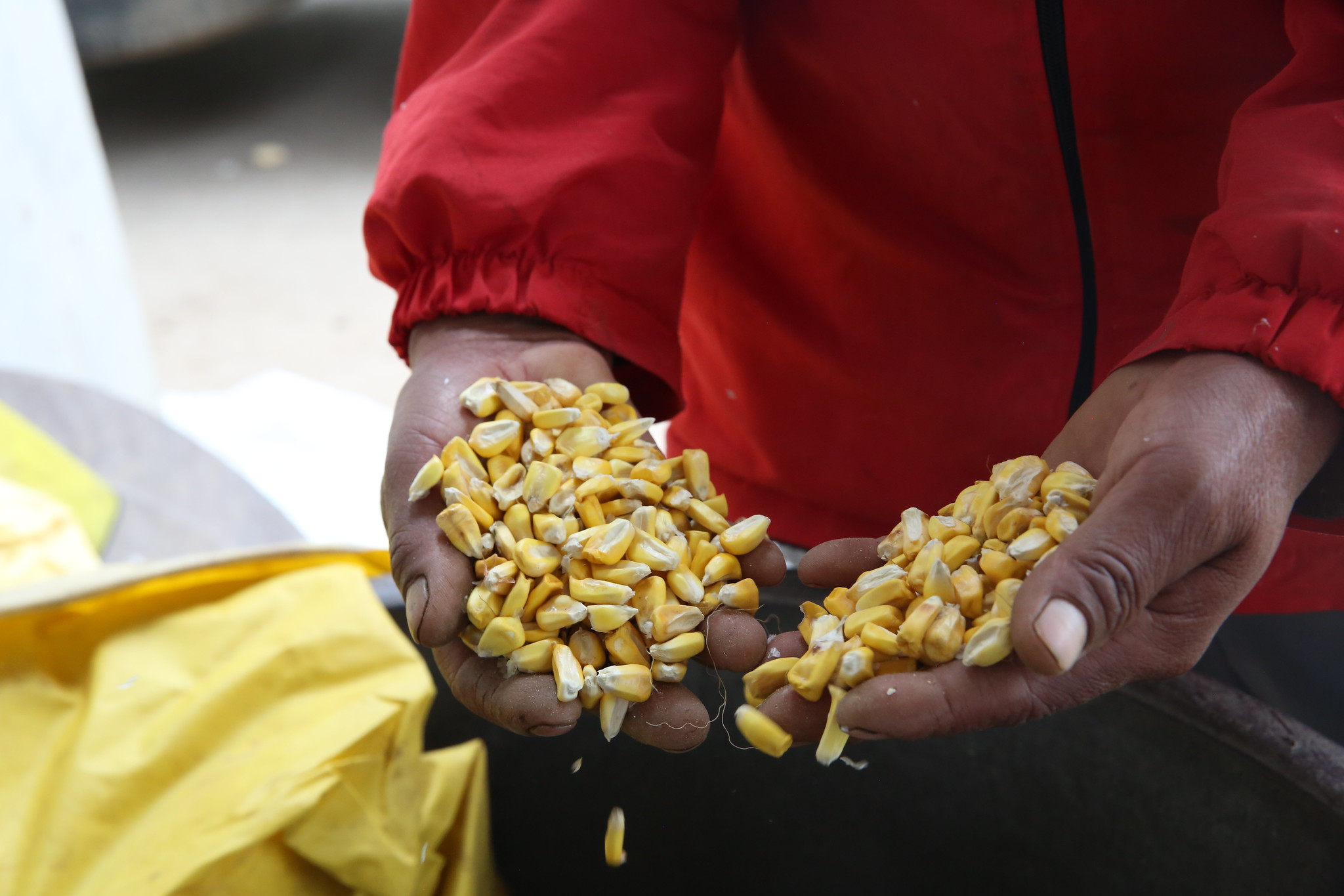 Seed Conditioning 103 - Plant Breeding & Intellectual Property Protection of Seed & Plant Variety