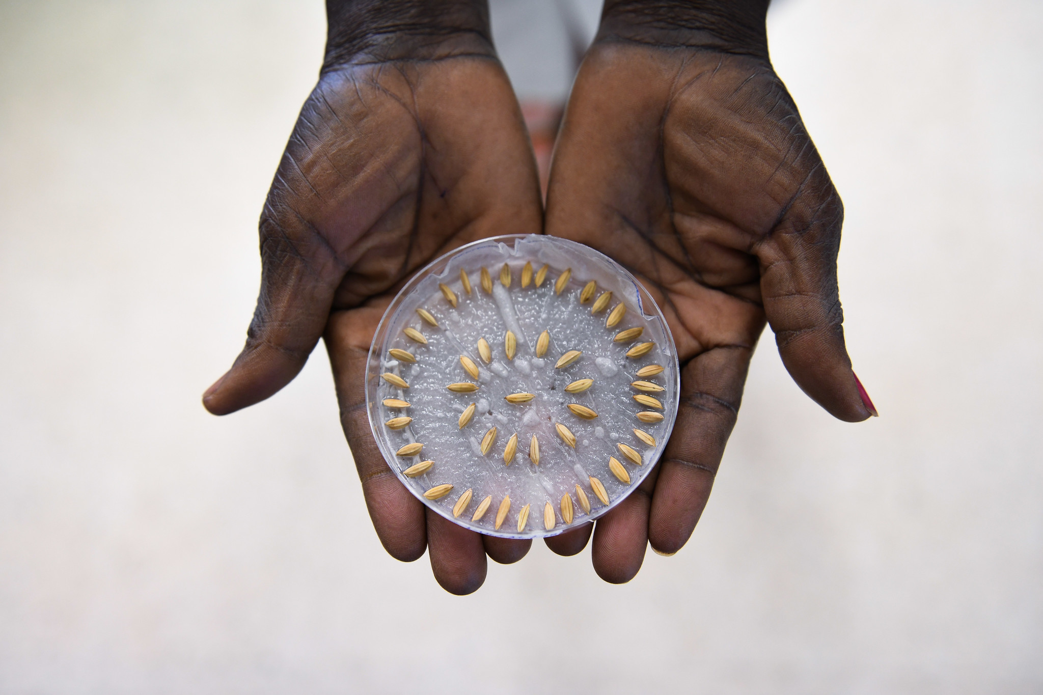 Seed Conditioning 104 - Sourcing, Sampling, Handling