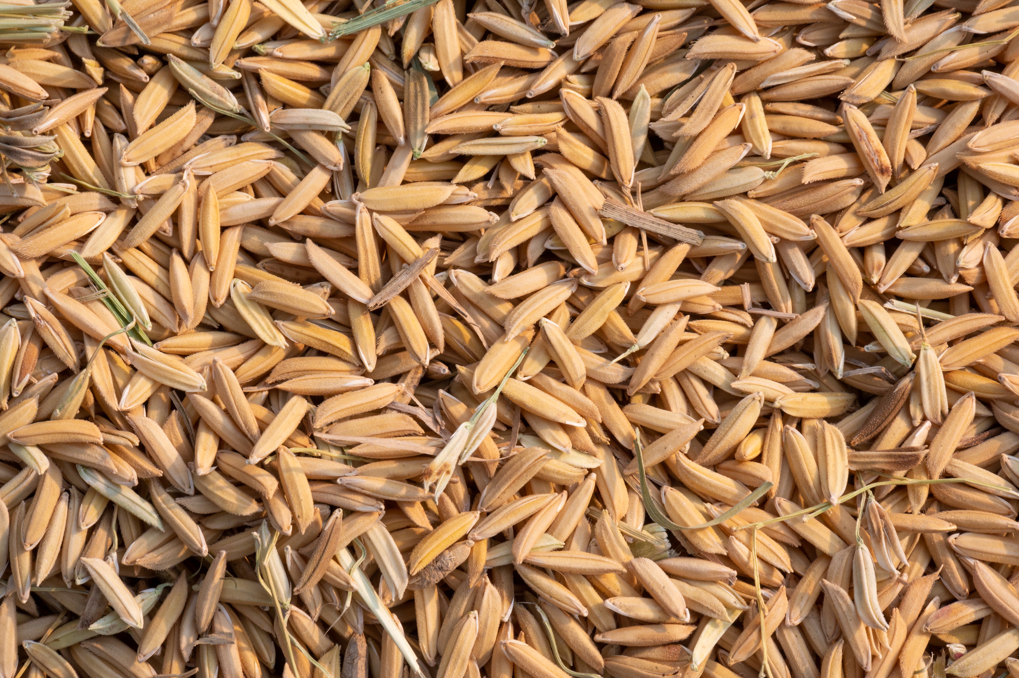 Seed Conditioning 107 - Seedborne Disease and Treatments