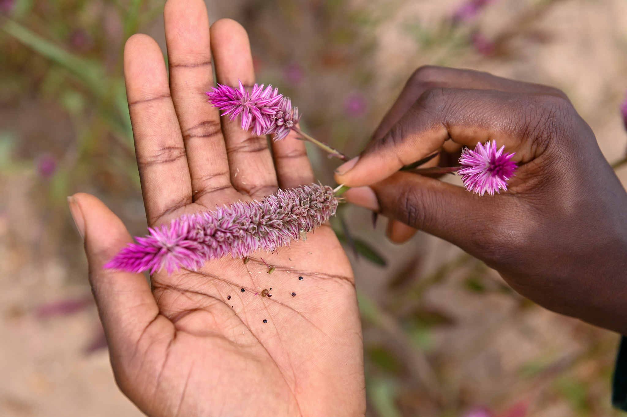 Seed Germination and Viability