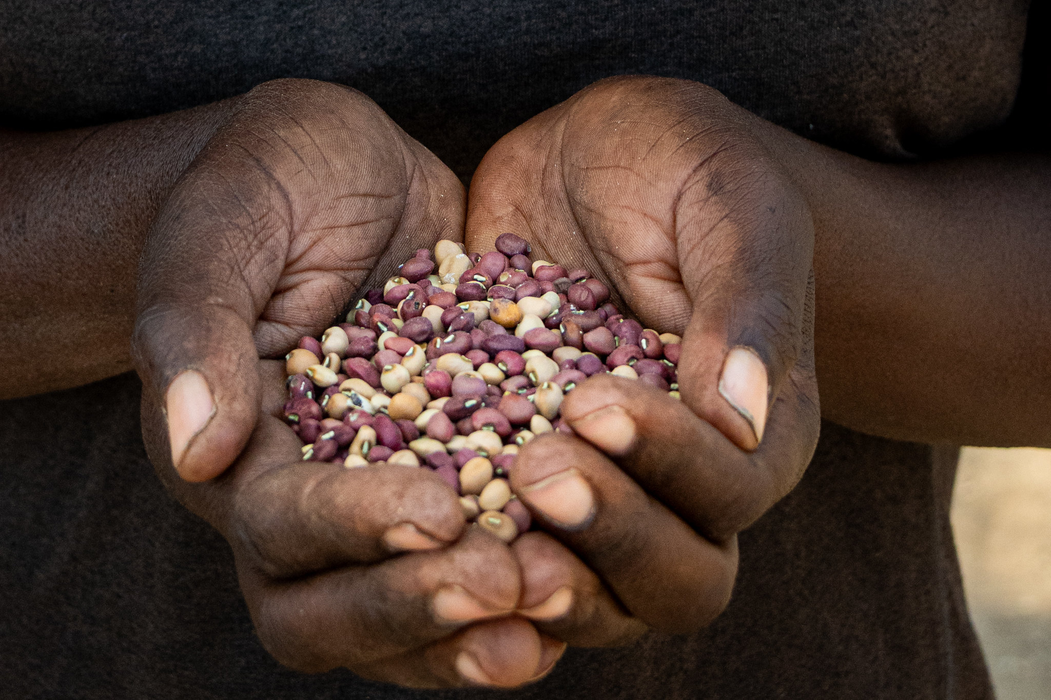 General Introduction to Organic Seed Quality & Health