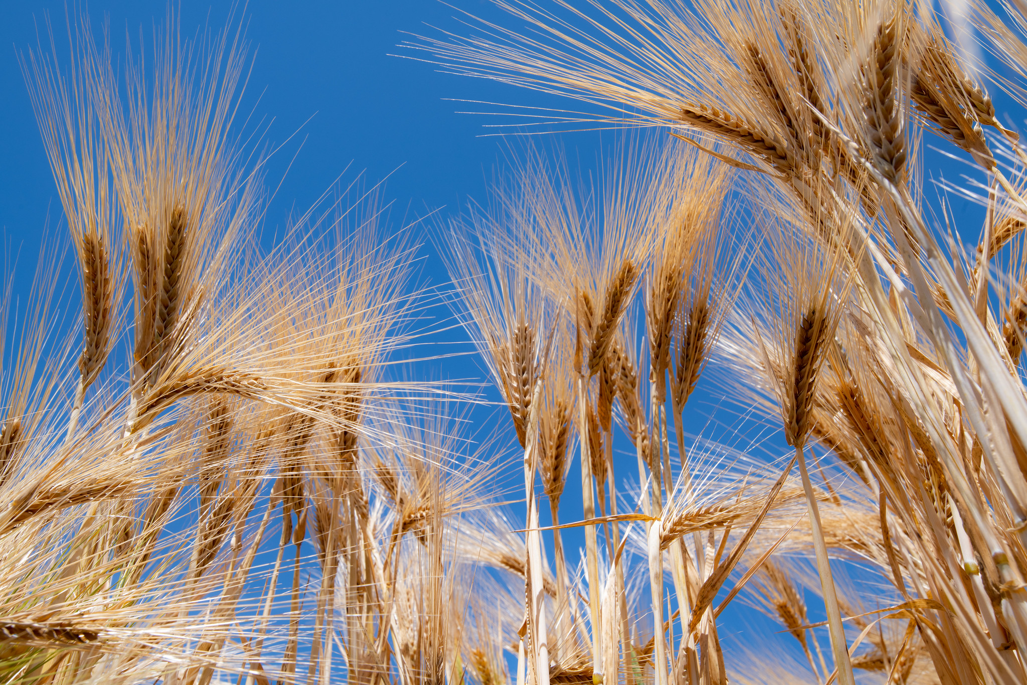 The Multilateral System of Access and Benefit-sharing