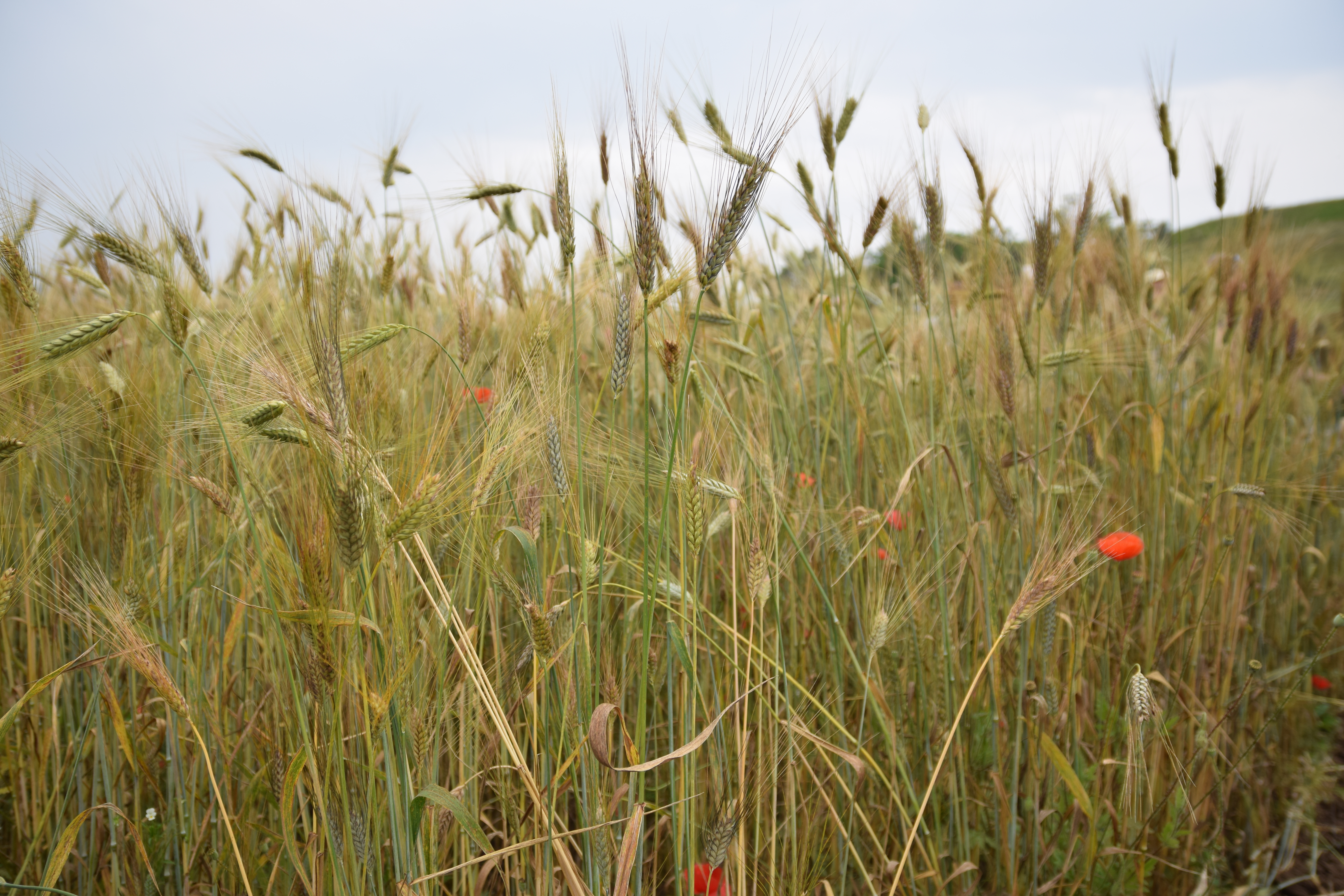 Organic Plant Breeding: Module 2