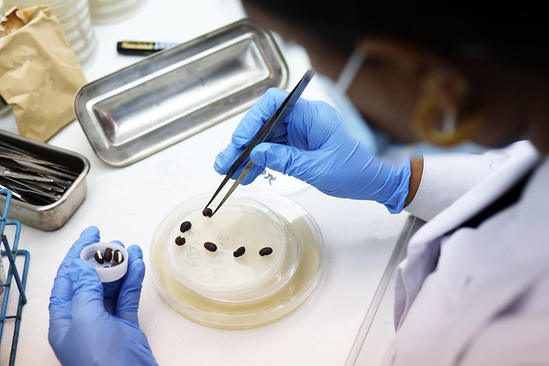 Regeneration – growing new plants to produce fresh seeds – is one of the riskiest steps in conserving crop diversity in a genebank. Photo: Shawn Landersz/CGIAR