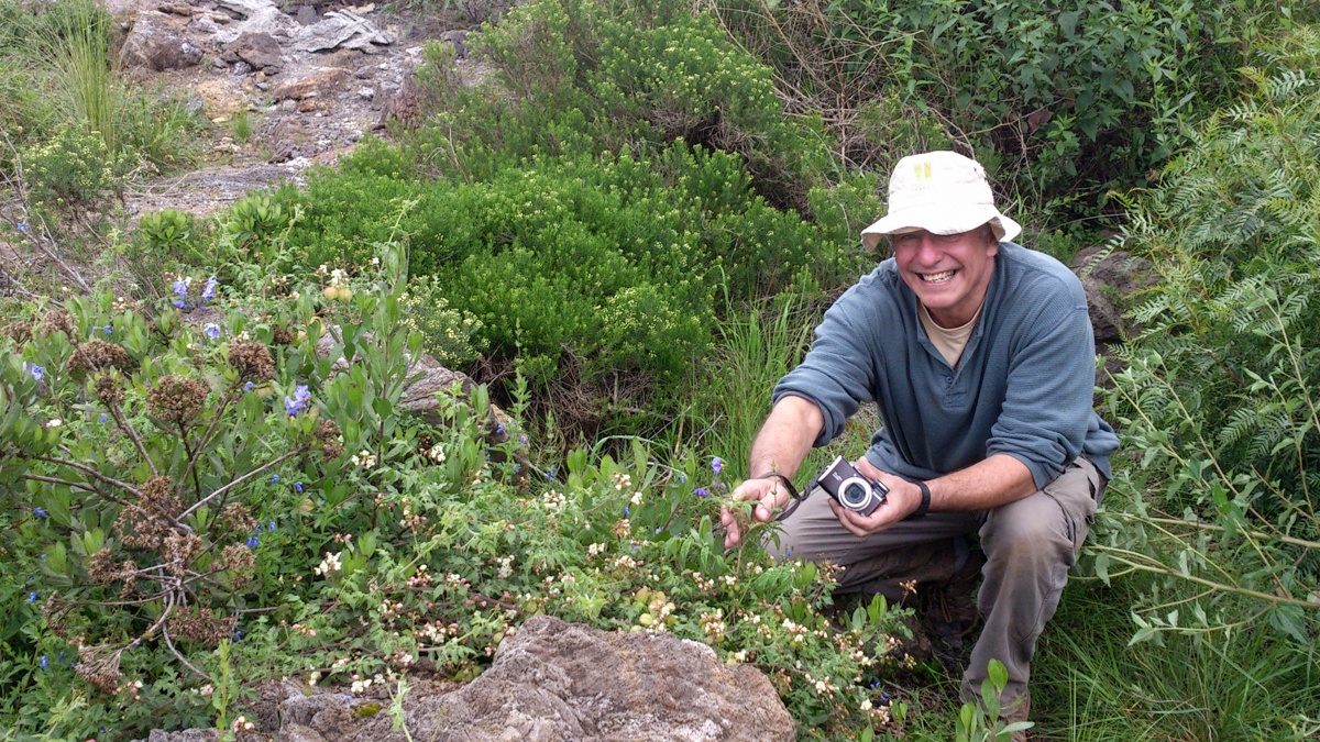 Dr. Ellis observing 'Solanum tarapatanum' in the field.
