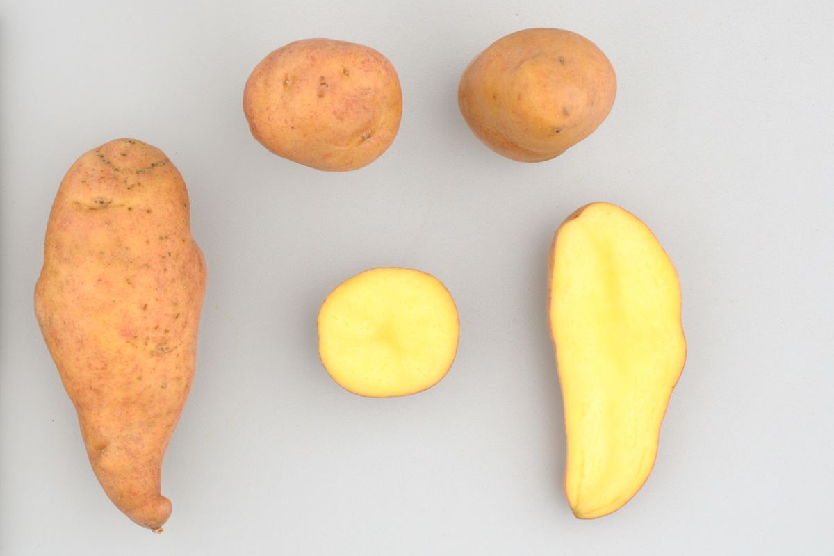 Camotilla potato variety.