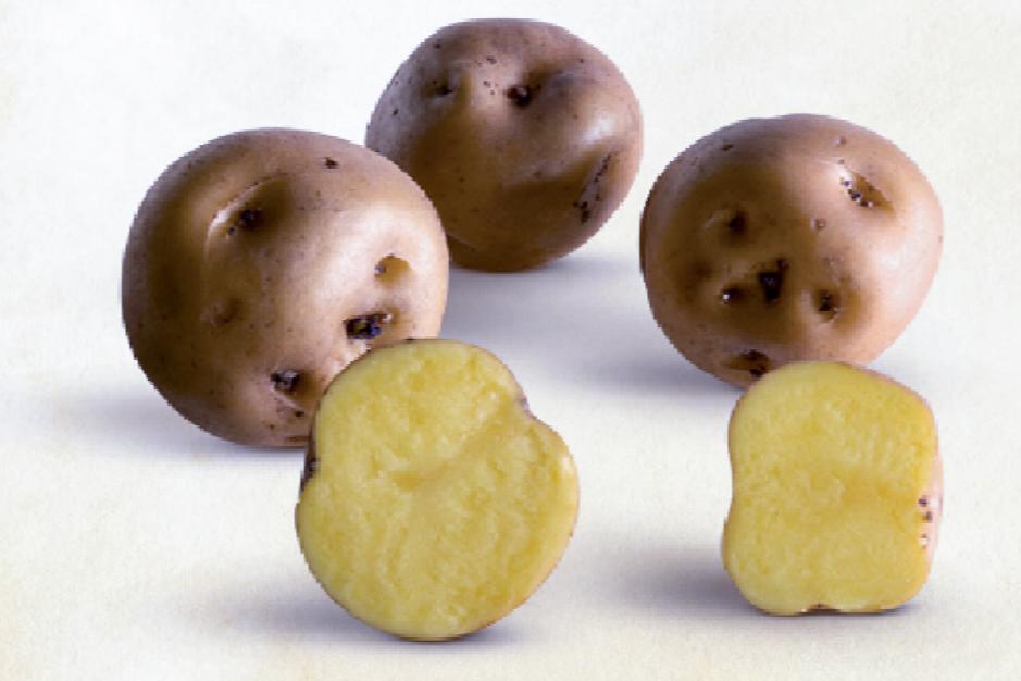 Amarilla tumba potato variety.