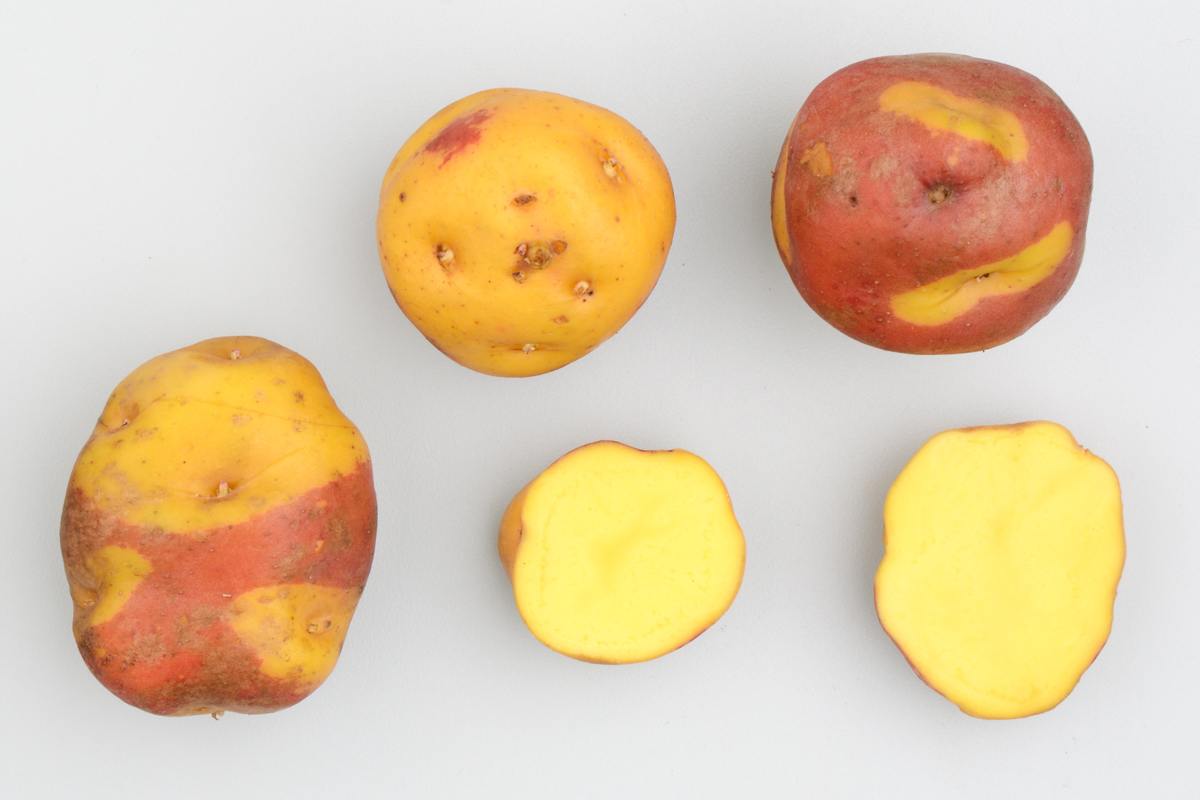 Peruanita potato variety.