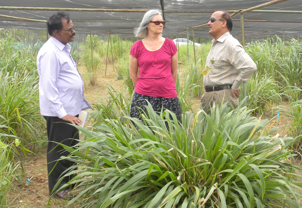Dr. Upadhyaya reviewing crops in a field with two other people. 