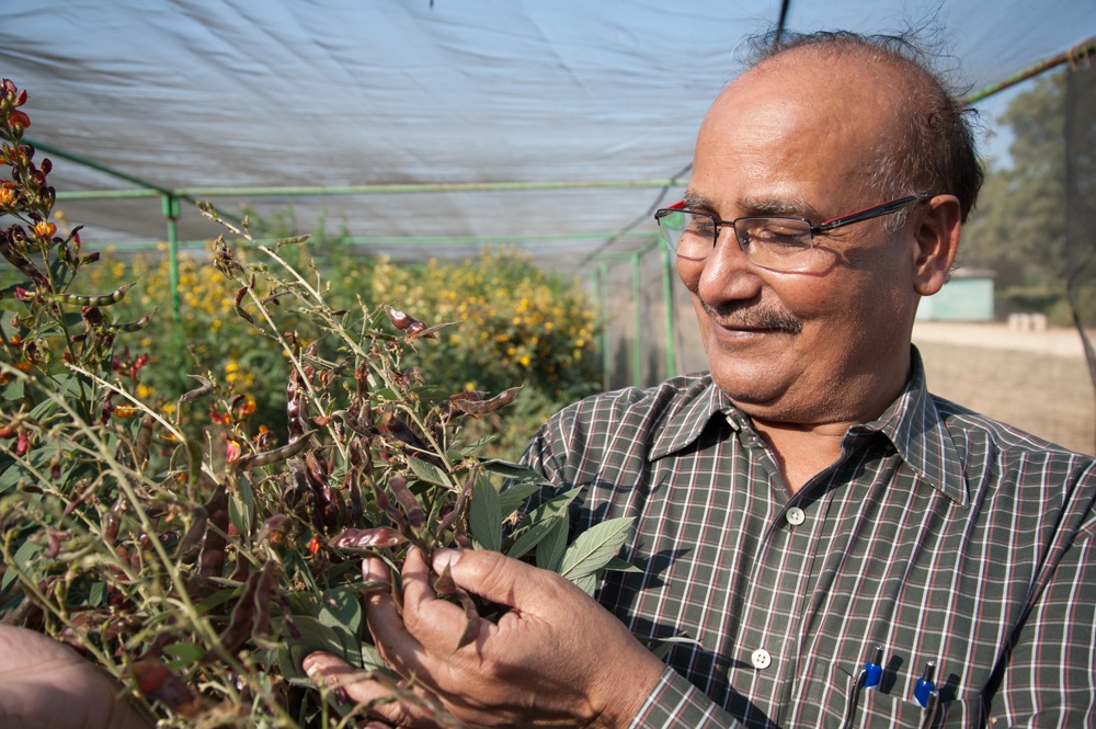 Dr. Upadhyaya with crops in greenhouse. 