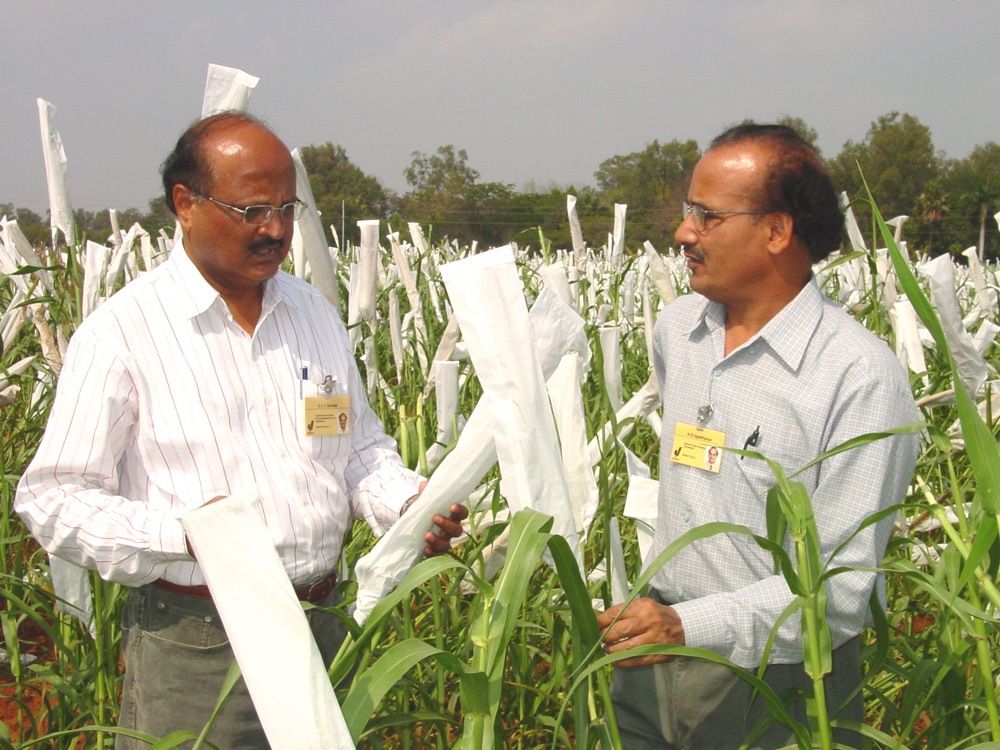 Dr. Upadhyaya standing with another man in pearl millet field. 