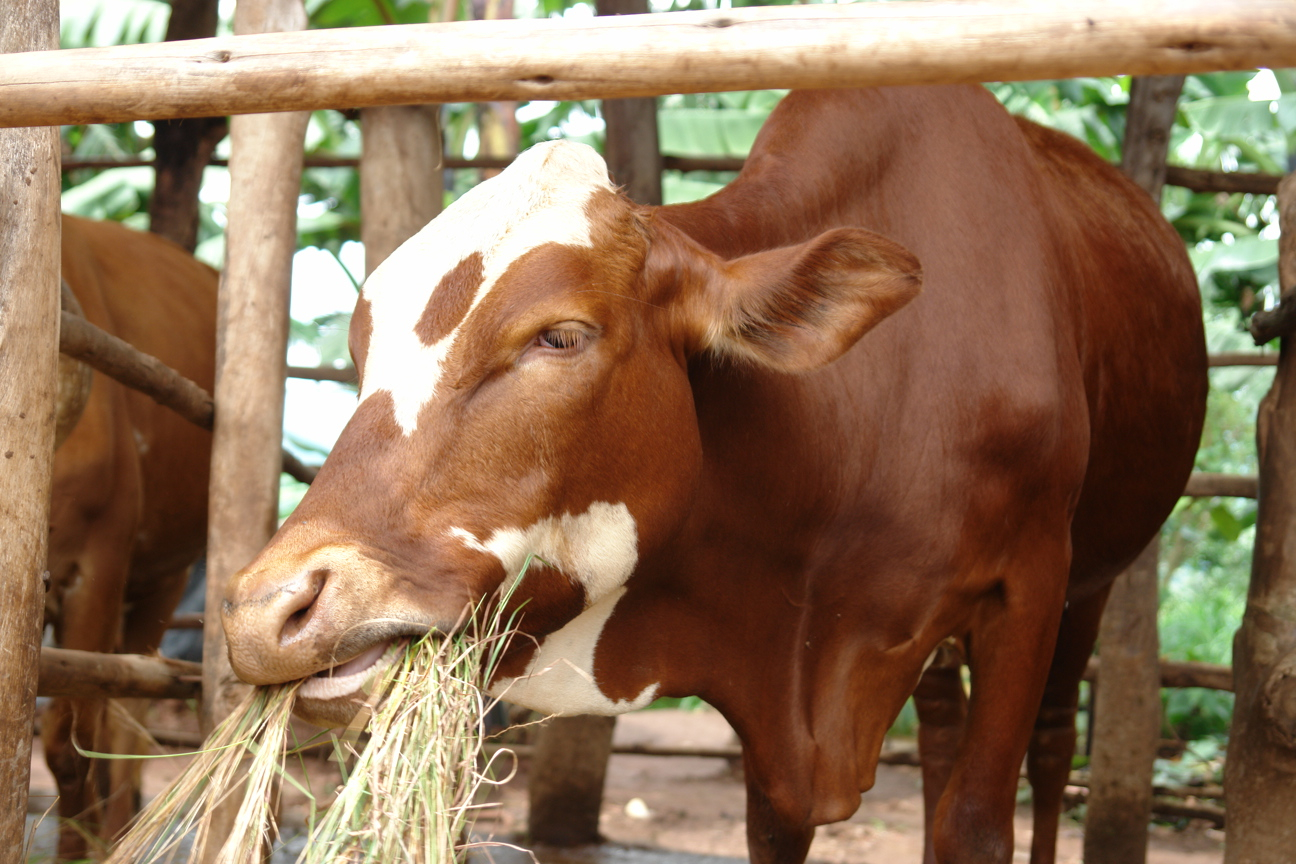 International Livestock Research Institute (ILRI)