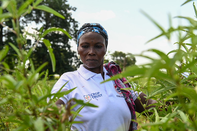 Roselle Plant in Tamale, Ghana.