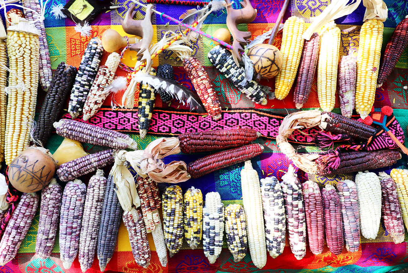 different kinds of maize 