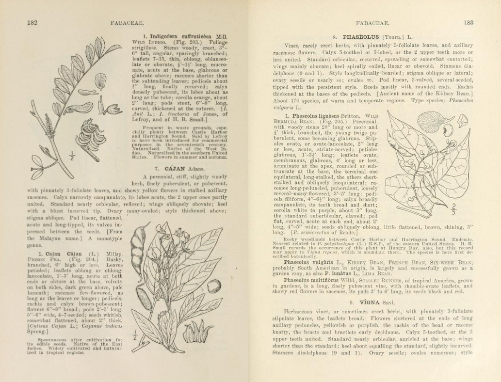 Wild Bermuda bean featured in the Flora of Bermuda book published in 1918