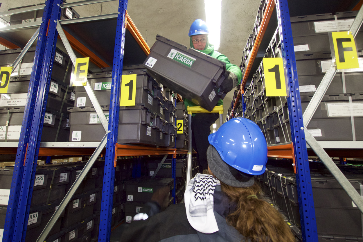 Seeds that had originally been sent by ICARDA to the Svalbard Global Seed Vault are safely delivered to Morocco and Lebanon.