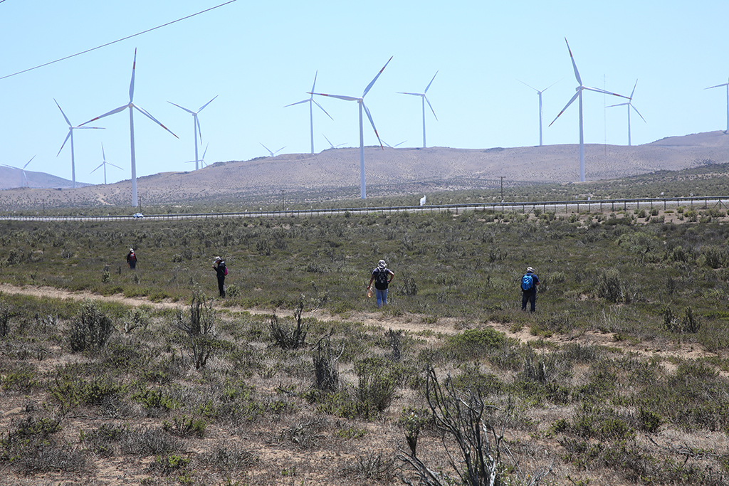 On the second field day, the group re-located a large population of Hordeum chilense on a plateau close to a wind farm at Talinay. Participants spread out to follow individual transects which together formed an efficient grid pattern for sampling genetic diversity from the population.