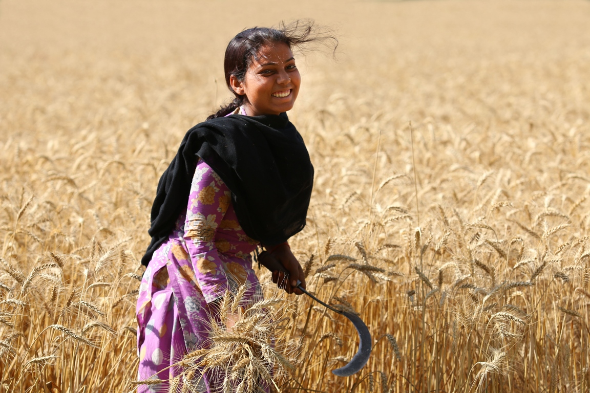 Field of zinc wheat in India. Photo: Harvest Plus