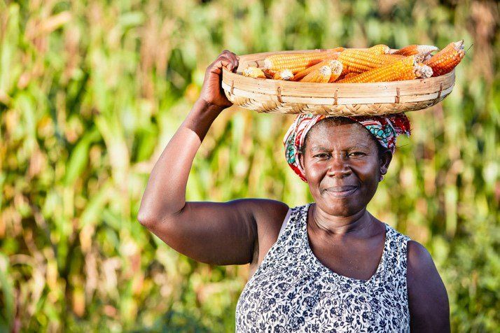 Biofortified maize is a welcome vitamin shot in regions where maize accounts for over 20 percent of calorie and protein supply, and where vitamin A deficiency causes widespread immune deficiency and impaired vision.