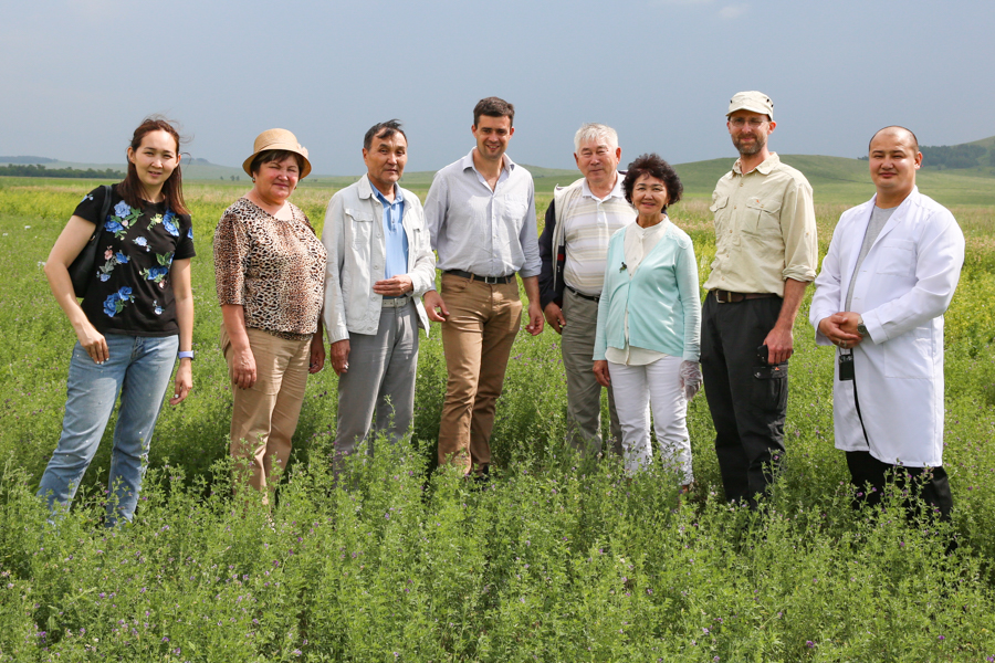 Our Crop Wild Relatives alfalfa pre-breeding partners in Kazakhstan (KSRIAPG) are combining the beneficial traits of alfalfa wild relatives with best local varieties to develop new materials for farmers.
