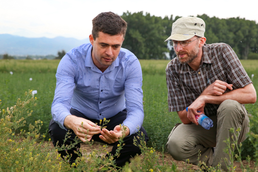 Alan Humphries (left) from the South Australian Research and Development Institute (SARDI) leads our four-country Crop Wild Relatives alfalfa pre-breeding project. Pictured here with Ben Kilian, Plant Genetic Resources Scientist at the Global Crop Diversity Trust. Alan is happily impressed by how well some of the Australian varieties in the Kokshetau trials have survived the cold winters in northern Kazakhstan.